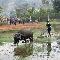 Sôi nổi lễ hội Lồng tồng ở Tân Hợp