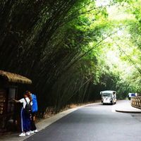 TT gấu trúc Thành Đô ivivu 2 Vnexpress
