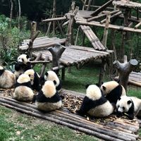 TT gấu trúc Thành Đô ivivu 3