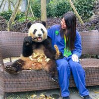 TT gấu trúc Thành Đô ivivu 4