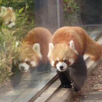 TT gấu trúc Thành Đô ivivu 5
