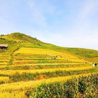 khe-tau--phong-du-thuong--mua-thu-hoach-lua.jpg