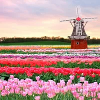 Thăm quan vườn hoa Keukenhof rực rỡ tại Hà Lan