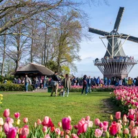 Chiêm ngưỡng vườn hoa tulip Keukenhof lớn nhất thế giới tại Hà Lan