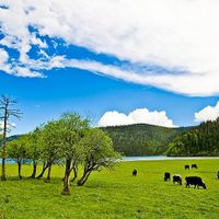 Cam Hải Tử - Thảo nguyên đẹp tựa thiên đường ở Lệ Giang
