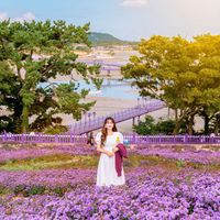 dao-tim-purple-island-han-quoc-1