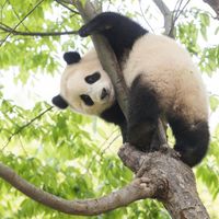 Gấu trúc Fubao