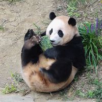 gau-truc-fubao-ivivu-11