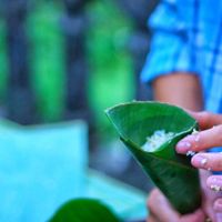 Gạo nếp được lèn chặt trong lá chuối, lá dong.