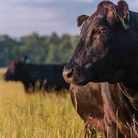 Những chú bò với sự thân thiện và đáng yêu (Nguồn ảnh: Ushino Kura)