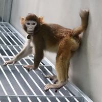 Trung Quốc nhân bản thành công Tôn Ngộ Không