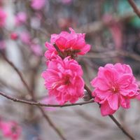 Đón xuân về, dân sành chơi hoa Tết đều biết đến 5 loại đào này