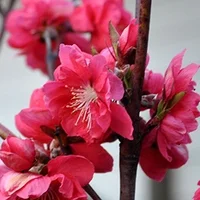 Đón xuân về, dân sành chơi hoa Tết đều biết đến 5 loại đào này