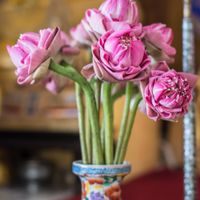 Loại hoa nào nên bày trên bàn thờ ngày Tết giúp thu hút tài lộc?