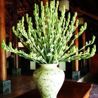 Loại hoa nào nên bày trên bàn thờ ngày Tết giúp thu hút tài lộc?