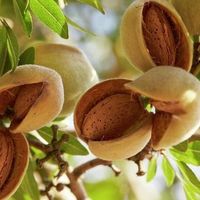 1 loại hạt quen thuộc ngày Tết lại tốt ngang insulin tự nhiên