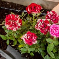 4 loại hoa vô cùng thích hợp để trồng trong nhà dịp Tết Nguyên đán