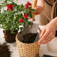 4 loại hoa vô cùng thích hợp để trồng trong nhà dịp Tết Nguyên đán