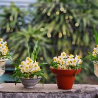 4 loại hoa vô cùng thích hợp để trồng trong nhà dịp Tết Nguyên đán