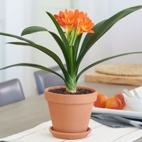4 loại hoa vô cùng thích hợp để trồng trong nhà dịp Tết Nguyên đán