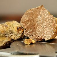 Vì sao nấm truffle trắng được các đầu bếp săn lùng?