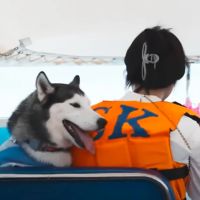 Thú cưng du lịch