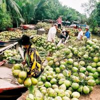 Xuất khẩu dừa tươi sang thụ trường Trung Quốc tăng mạnh. Ảnh IT