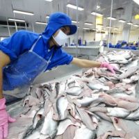 Trung Quốc là thị trường tiêu thụ lớn nhất của xuất khẩu cá tra Việt Nam