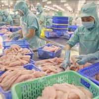 Xuất khẩu cá tra Việt Nam sang thị trường Brazil tăng trưởng ổn định