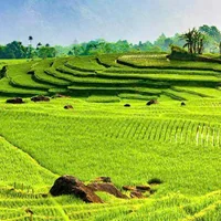 Ảnh trong bài
