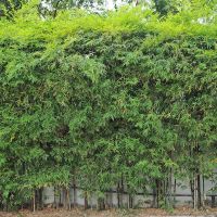 green fence hoa flower truc bamboo
