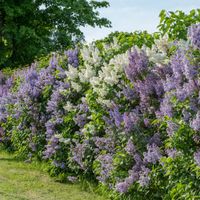 green fence hoa flower