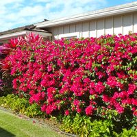 hang rao cay xanh fence hoa flower hoa giay paper flower plant