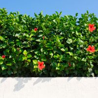 green fence hoa flower hoa dam but