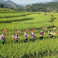 Ảnh trong bài
