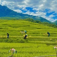 Ảnh trong bài