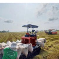 Xuất khẩu gạo Việt Nam giữ giá cao giữa cuộc cạnh tranh khu vực