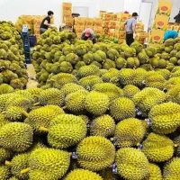 Sầu riêng Việt Nam “hút hàng” tại thị trường Trung Quốc