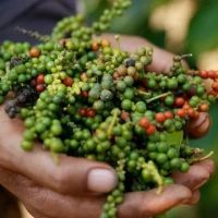 Việt Nam nhập khẩu hồ tiêu của Brazil với giá là bao nhiêu?