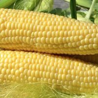 Achentina là thị trường cung cấp ngô lớn nhất cho Việt Nam