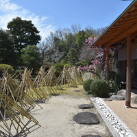 chasen dung cu pha tra Nhat Ban