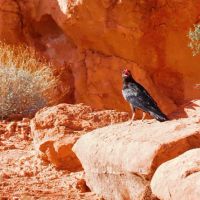 Seven Magic Mountains