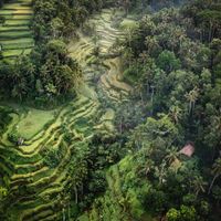 ruong bac thang nhiet doi thien nhien du lich