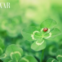 10+ biểu tượng may mắn thú vị bạn nên biết