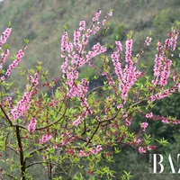 Du lịch Lai Châu mùa nào đẹp nhất trong năm?