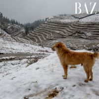 Không cần đi đâu xa, lên Tây Bắc là ngắm được tuyết rơi!