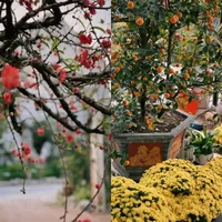 Sao Việt rộn ràng đón Xuân