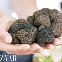 Nấm Truffle là gì và vì sao món ăn này đắt hơn vàng?