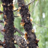 Nhựa hoa Đào, món ăn dưỡng nhan được ví với tổ Yến