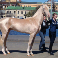 giống ngựa quý Akhal-Teke